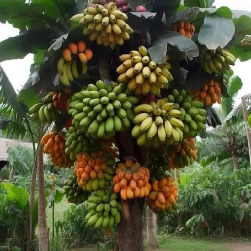 Un paraíso encantador: El oasis fructífero del árbol de plátano colosal.