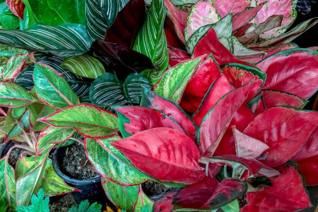 Aglaonema varieties: the most beautiful at a glance